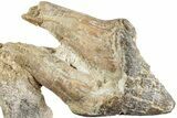 Fossil Primitive Whale (Pappocetus) Premolar - Morocco #238072-2